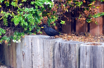 Blackbird (Turdus merula) in the green garden in Dublin, Ireland