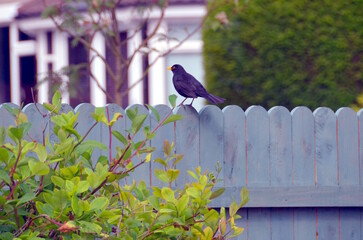 Blackbird (Turdus merula) in the green garden in Dublin, Ireland