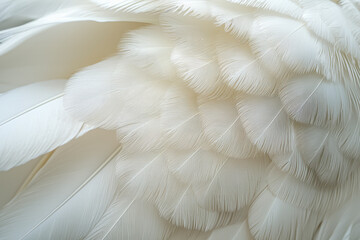 Naklejka premium Elegant Egret Feather Macro Photography: Stunning Detail of Clear Root and White Scene