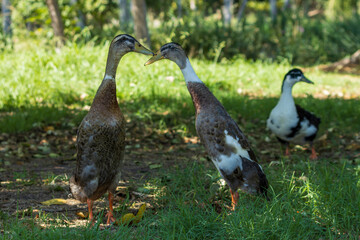 Three Indian Runner Ducks Interacting on Grass with One in Background