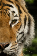 Portrait of a tiger's face