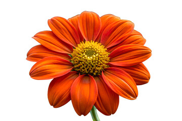 Watercolor clipart of four beefriendly garden flowers Lavender, Thyme, Borage, Sage inviting and beneficial, isolated on transparent background