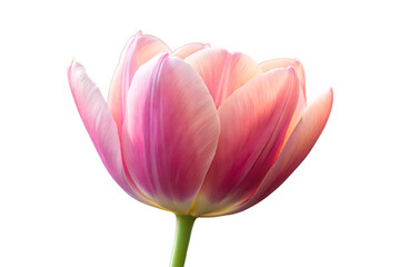 Watercolor clipart of four beefriendly garden flowers Lavender, Thyme, Borage, Sage inviting and beneficial, isolated on transparent background