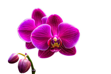 Obraz premium Watercolor clipart of four beefriendly garden flowers Lavender, Thyme, Borage, Sage inviting and beneficial, isolated on transparent background