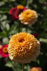 A golden flower of Zinnia Elegans, or Common Zinnia, in a botanical garden
