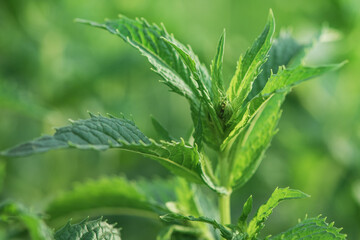 Green plant. Mint thin focal piece. Natural background.