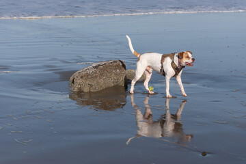 Dog with reflection on a beach with a ball