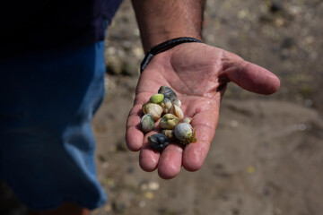 A shellfish collector shows a bunch of freshly harvested cockles in the palm of his hand.