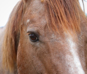 side profile of horse, close up of horses eye stock photo