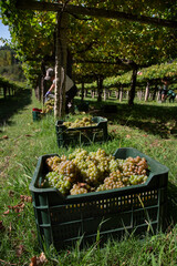 Box with Albariño wine grapes. Albariño wine harvest. Rias Baixas