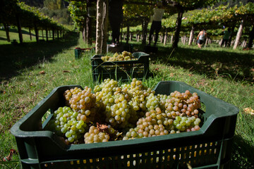 Box with Albariño wine grapes. Albariño wine harvest. Rias Baixas