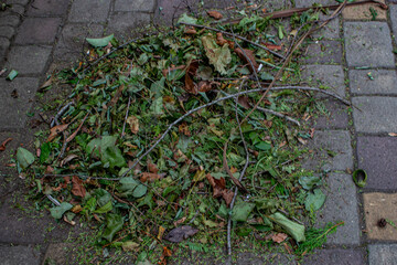 Removing fallen leaves from the ground. Caring for the environment.