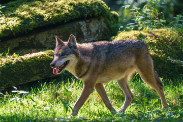 Laufender Wolf mit geöffnetem Maul im Wald