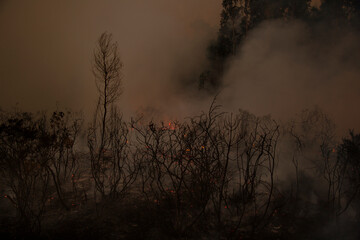 Forest burning at night, forest fire