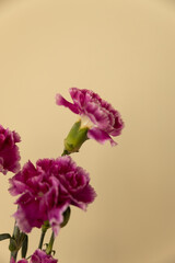Fototapeta premium pink flowers in a vase