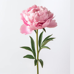 illustration of a Peony Flower, isolated on a white background, Peony Generative AI.