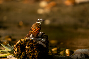 beautiful yellow fly catcher bird over the water in Costa Rica 