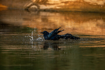 great tailed grackle black bird in Costa Rica 