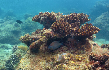 underwater landscape of a coral reef with colorful exotic fish