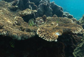 underwater landscape of a coral reef with colorful exotic fish