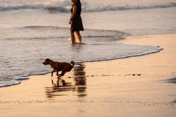 dogs playing and having fun at the beach during golden hour
