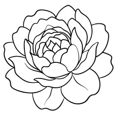 Colorful Vector Illustration Showcasing a Lush Peony Flower with Layered Petals
