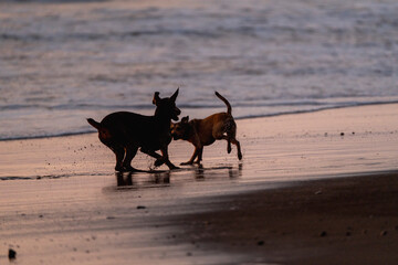 dogs playing and having fun at the beach during golden hour