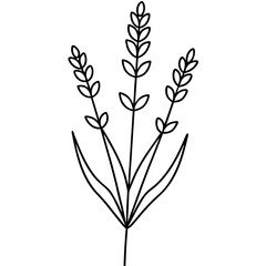 Fototapeta premium Tall Slender Stem Lavender Sprig Vector Illustration for Floral Designs 