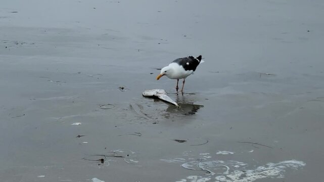 Breakfast of California Gull, Larus californicus, with Shovelnose guitarfish (Rhinobatos productus) on the wet sand of Pacific Beach, San Diego, CA