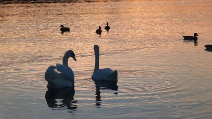 two swan swim on the river at sunset