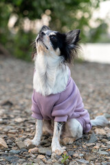 Chihuahua in dog clothes on blurred nature background