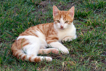 orange white kitten lying on the grass
