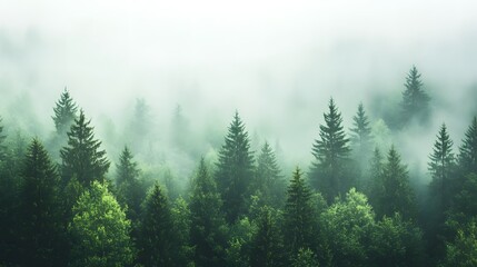 Fototapeta premium A dense pine forest with mist rising from the trees, creating an ethereal atmosphere