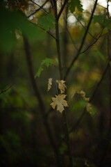 autumn leaves in the forest