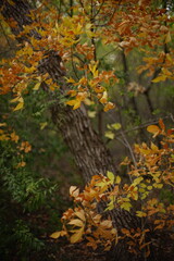 golden autumn leaves in the forest on tree