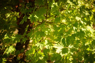 lush green maple tree in the forest