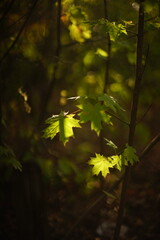 green leaves in sunny autumn forest