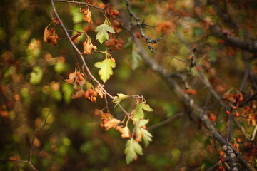 red berry and autumn leaves in the forest