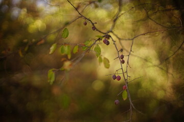 red berries on the branch