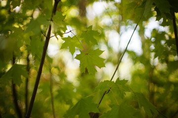 maple leaves in the forest on the tree