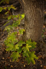 trunk of a tree and maple leaves in the forest
