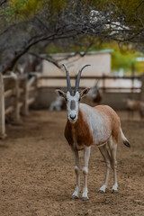 Scimitar oryx, Oryx dammah, also known as the scimitar-horned oryx and the Sahara oryx