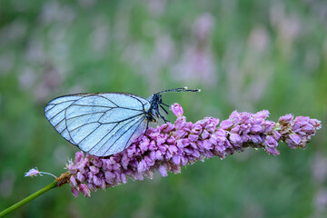 White butterfly wet by the morning dew.