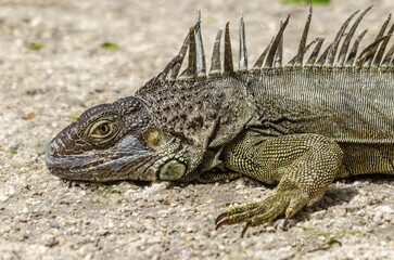 Obraz premium iguana on the rocks