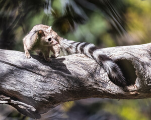 ringtail on tree