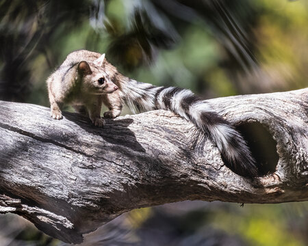ringtail on tree