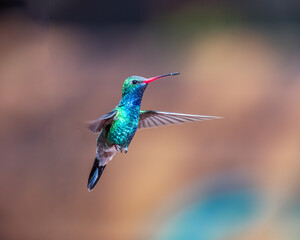 Fototapeta premium hummingbird in flight