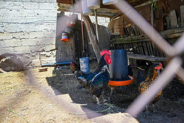 Gallo y gallina en gallinero © Marin