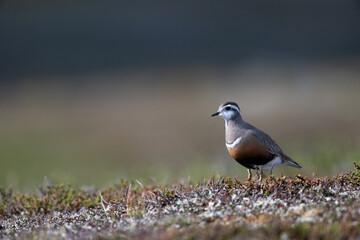A Eurasian dotterel searches for food in the fells