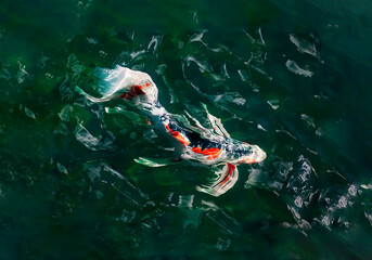  artistic, Koi fish looks like water color painting